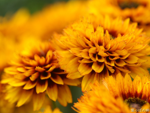 426606 (a): :1600x1200